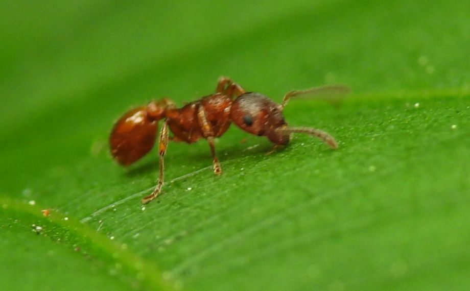 rezavý mravenec - Myrmica ruginodis